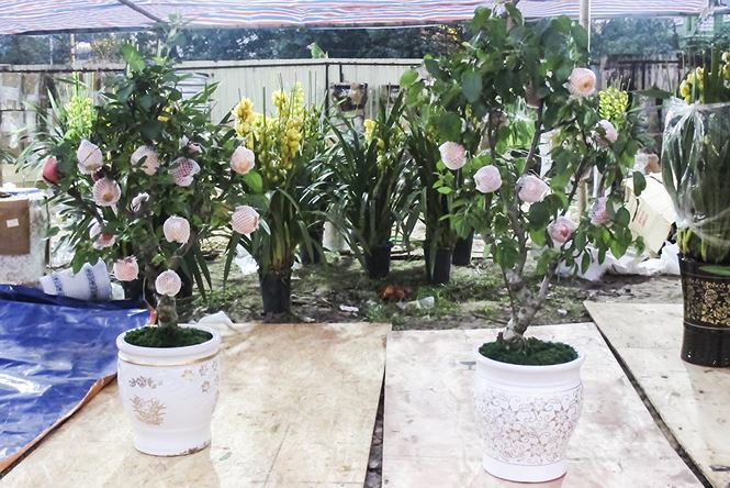 7 triệu một cây táo chơi Tết ở Hà Nội